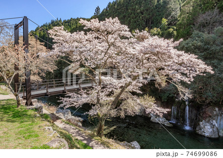 猿飛千壺峡と桜 大分県中津市 猿飛千壺峡と桜 大分県中津市 74699086