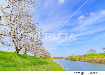 流川の桜並木 福岡県うきは市の写真素材