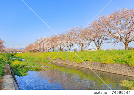 草場川の桜並木 福岡県朝倉郡 草場川の桜並木 福岡県朝倉郡 74699544