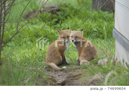 可愛い子キツネの写真素材