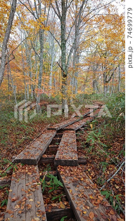 落ち葉が散る秋の尾瀬の木道 74699779