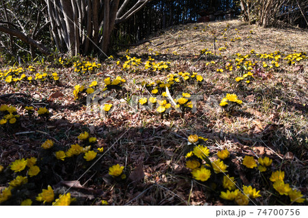 木馬瀬（ちませ）の福寿草 74700756