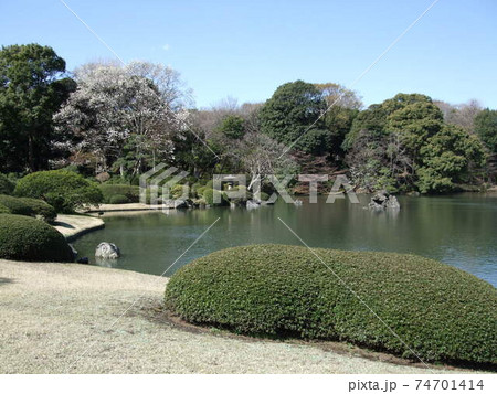 しだれ桜が満開の時期の六義園 しだれ桜が満開の時期の六義園 74701414