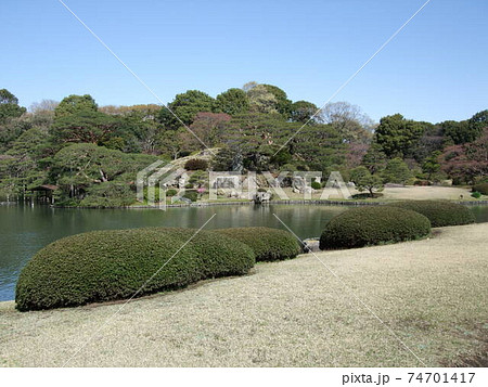 しだれ桜が満開の時期の六義園 74701417