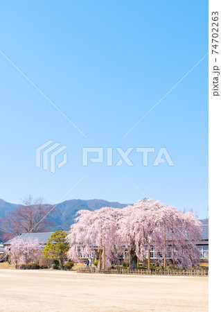 杵原学校の枝垂桜:長野県飯田市 杵原学校の枝垂桜:長野県飯田市 74702263