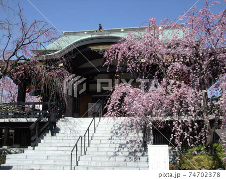 しだれ桜が咲く板橋区の南蔵院 74702378