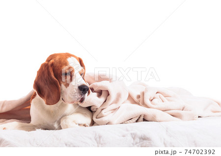 Beagle under a white blanket, isolated on a white background. Beagle under a white blanket, isolated on a white background. 74702392