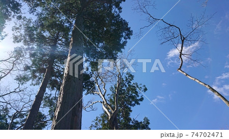 寝転がって木の間に見える青空 寝転がって木の間に見える青空 74702471