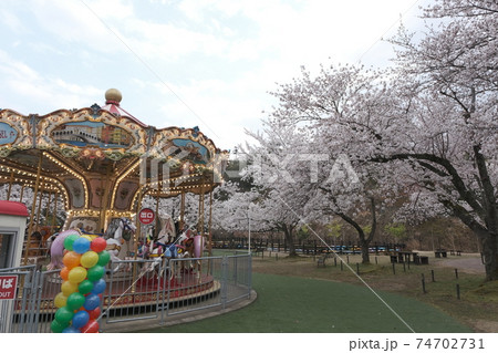 天橋立の桜 74702731