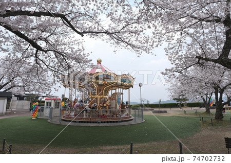 天橋立の桜 天橋立の桜 74702732