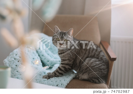 cute cat in a cozy home interior 74702987