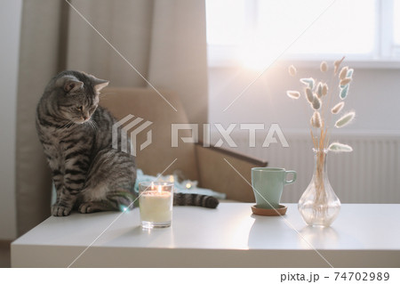cute cat in a cozy home interior 74702989