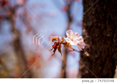 桜 桜 74703548