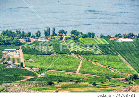 Landscape overview with farmer's land at Okanagan lake on summer day 74703731