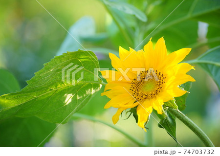 ひまわり 74703732