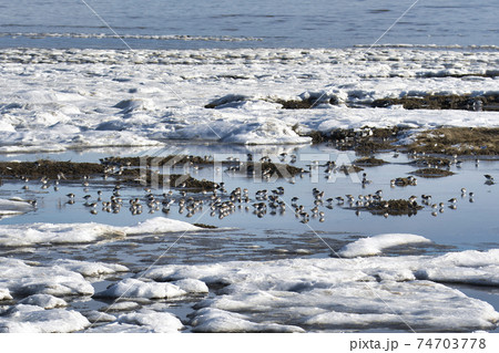 雪が残る浅瀬で佇む浜どり達 デルタ ブリティッシュコロンビア カナダの写真素材