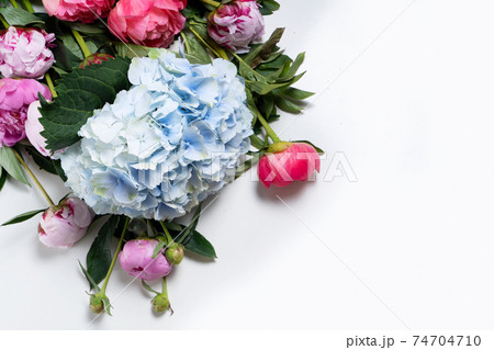 Fresh peony flowers Fresh peony flowers 74704710