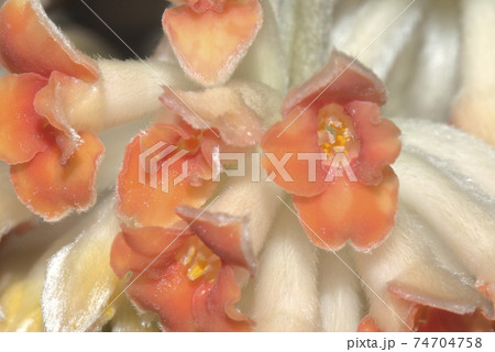 ミツマタ ミツマタ 74704758