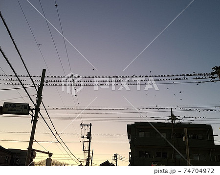 夕暮れの電線に群がるムクドリの大群 夕暮れの電線に群がるムクドリの大群 74704972