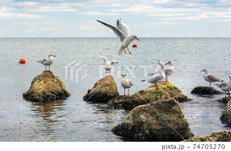 Seagulls on the stones 74705270