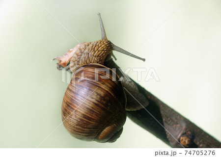 Snail on a branch Snail on a branch 74705276