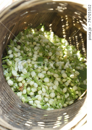 花 緑 緑色 74705302