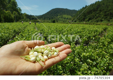 花 手 次 74705304