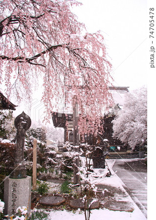 【長野県】安曇野・東光寺のしだれ桜と雪 【長野県】安曇野・東光寺のしだれ桜と雪 74705478
