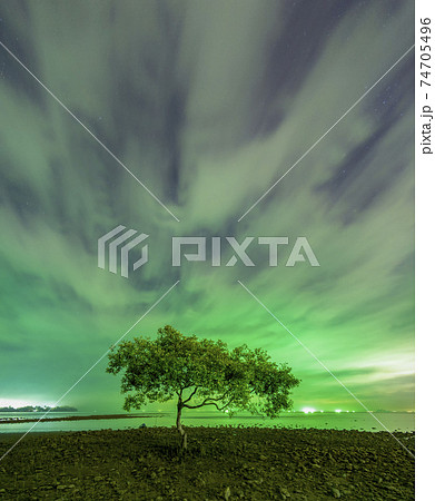 A tree at the mouth of Chumphon Beach, Chumphon Province. The motion of clouds. Along the mangrove forest will receive the green light from the fishing boat. 74705496