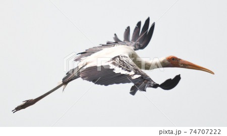 Painted stork Painted stork 74707222