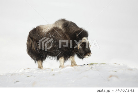Close up of a Musk Ox standing in snow Close up of a Musk Ox standing in snow 74707243