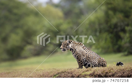 Close up of a Jaguar sitting on a river bank Close up of a Jaguar sitting on a river bank 74707258