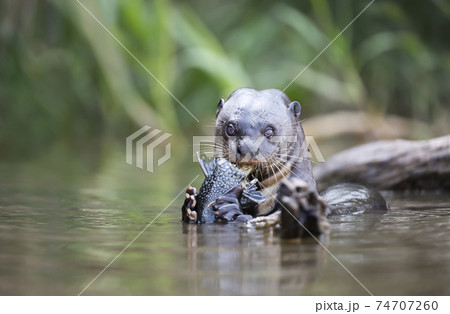 Close up of a Giant otter eating a large fish in a river 74707260