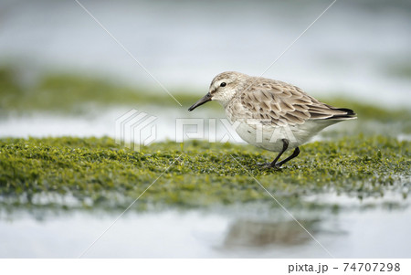 Close up of a Sanderling in water 74707298