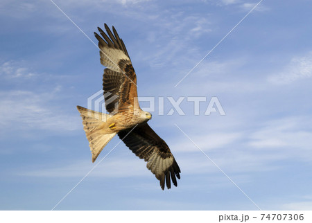 Close up of a Red kite in flight against blue sky 74707306