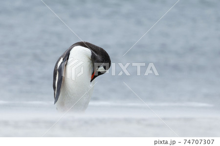 Close up of a Gentoo penguin preening on a sandy beach 74707307