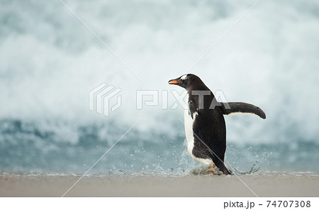 Gentoo penguin running into a stormy ocean 74707308
