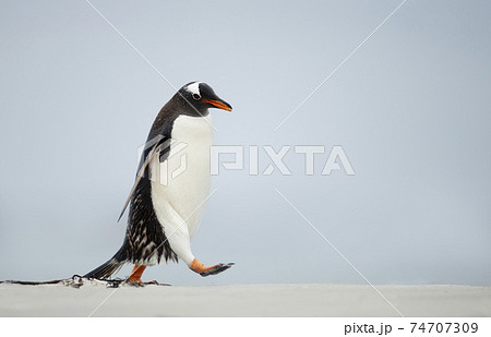 Close up of a Gentoo penguin walking on a sandy beach Close up of a Gentoo penguin walking on a sandy beach 74707309