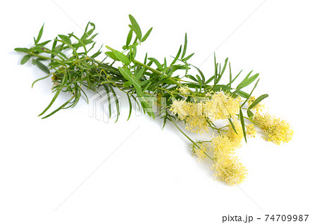 Thalictrum flavum or Meadow-rue isolated on white background 74709987