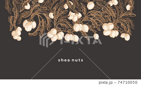 Shea butter. Vector plant and nuts. Karite tree 74710050