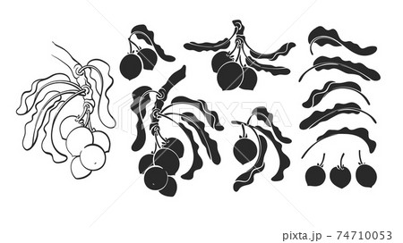 Shea set. Vector karite tree, leaf, nut. Sketch 74710053