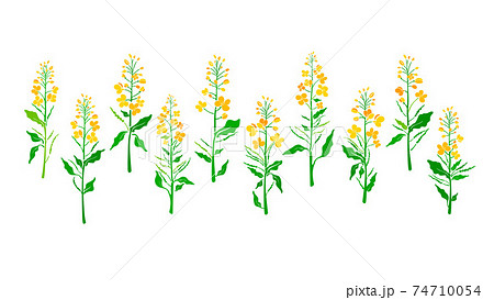 Canola. Vector plant set. Organic floral shape Canola. Vector plant set. Organic floral shape 74710054