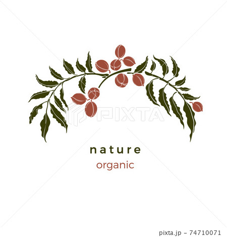 Nature pattern. Pecan tree. Bio green illustration 74710071