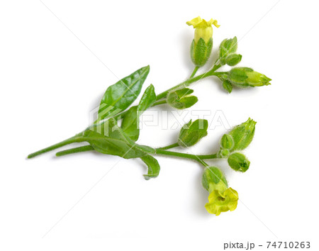 Nicotiana or tobacco plants. Flowers isolated on white 74710263
