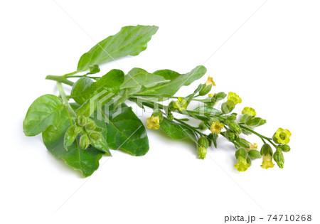 Nicotiana or tobacco plants. Flowers isolated on white Nicotiana or tobacco plants. Flowers isolated on white 74710268