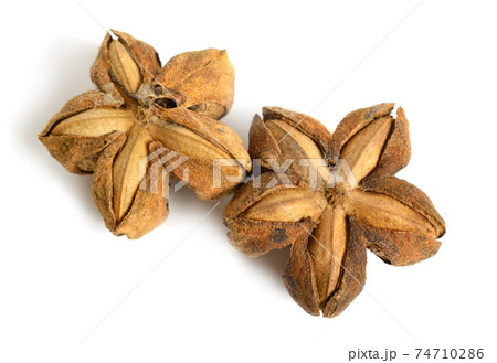 Plukenetia volubilis, commonly known as sacha inchi, sacha peanut, mountain peanut. Dried fruit isolated Plukenetia volubilis, commonly known as sacha inchi, sacha peanut, mountain peanut. Dried fruit isolated 74710286
