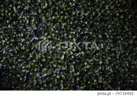 Green ivy grows along the wall. Texture of dense thickets of wild vine 74710492