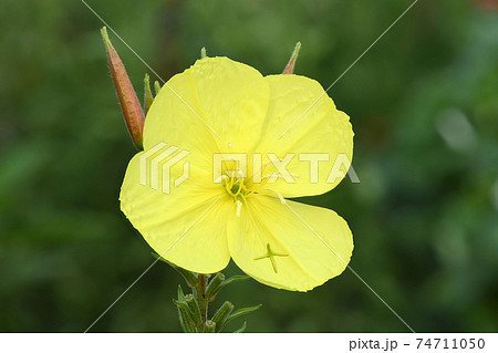 Oenothera beautiful flower Oenothera beautiful flower 74711050