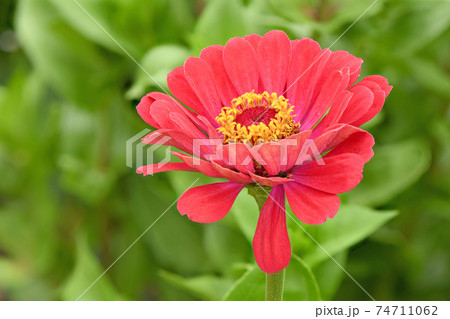 Red colored zinnia Red colored zinnia 74711062