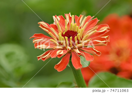 Orange colored zinnia 74711063